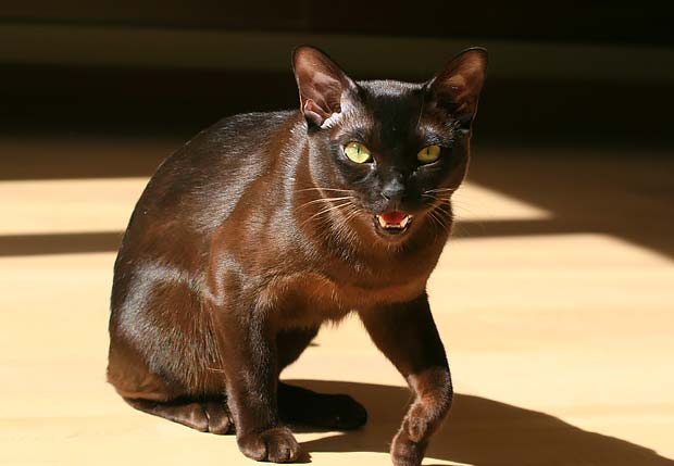 Havana Brown Cats are medium-sized