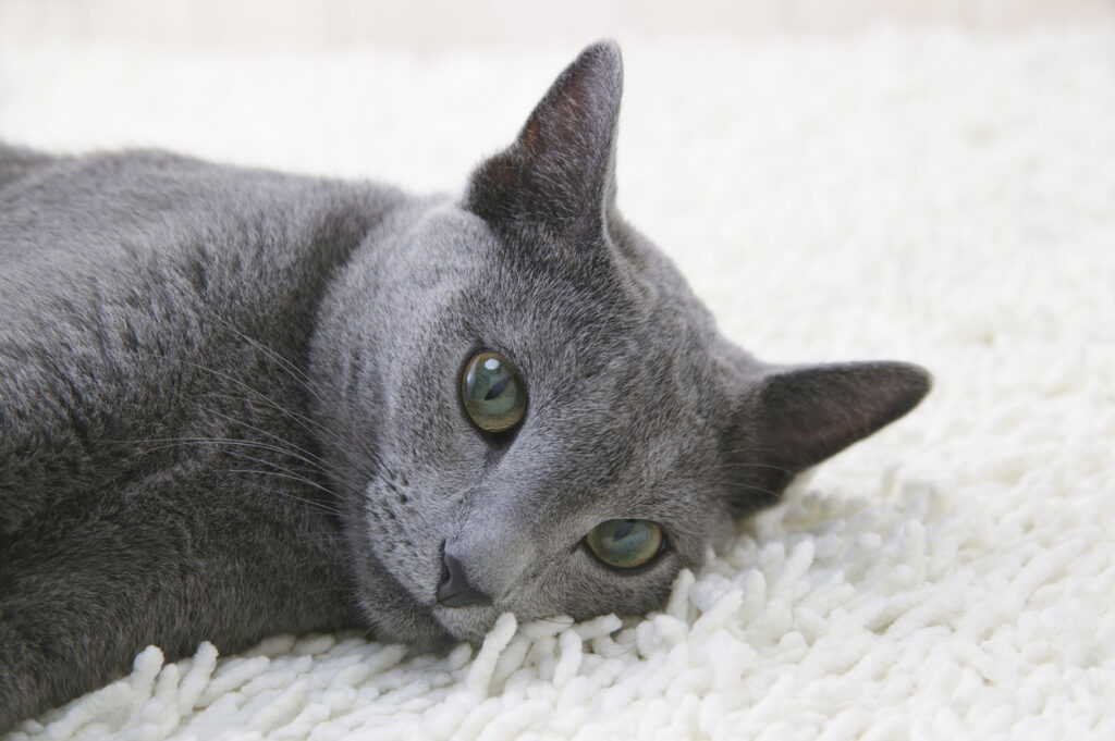 Russian Blue Cat Can Be Very Shy
