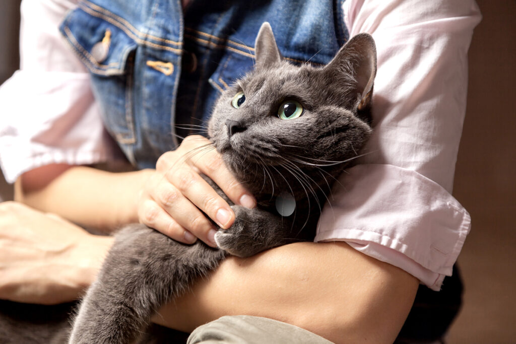 Russian Blue Cats are Easy To Care For
