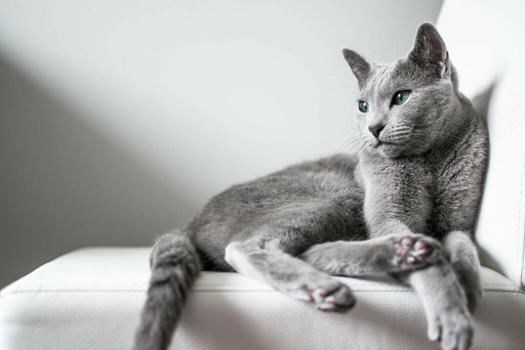 Russian Blue Cat Can Be Attention-Seekers