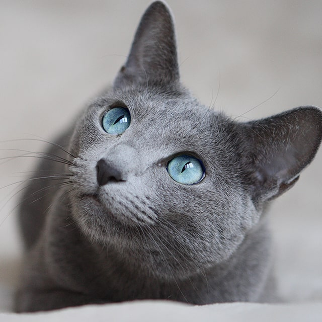 Russian Blue Cat is Low Allergen