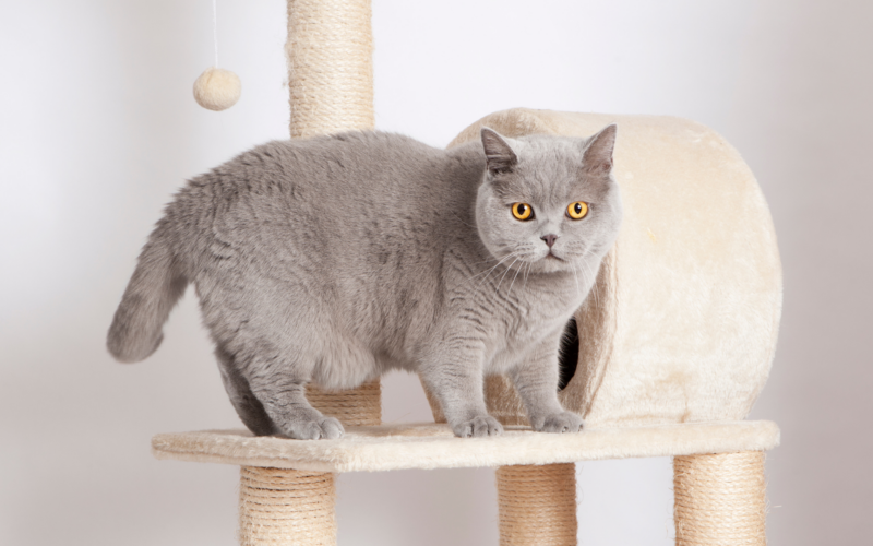 15 Things You Need to Know About this British Short Hair Cat
