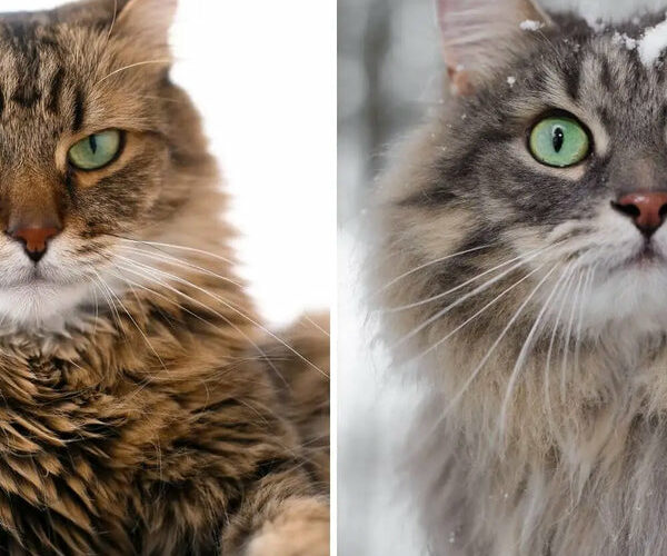 16 Maine Coon Cat Pros and Cons You Need To Know