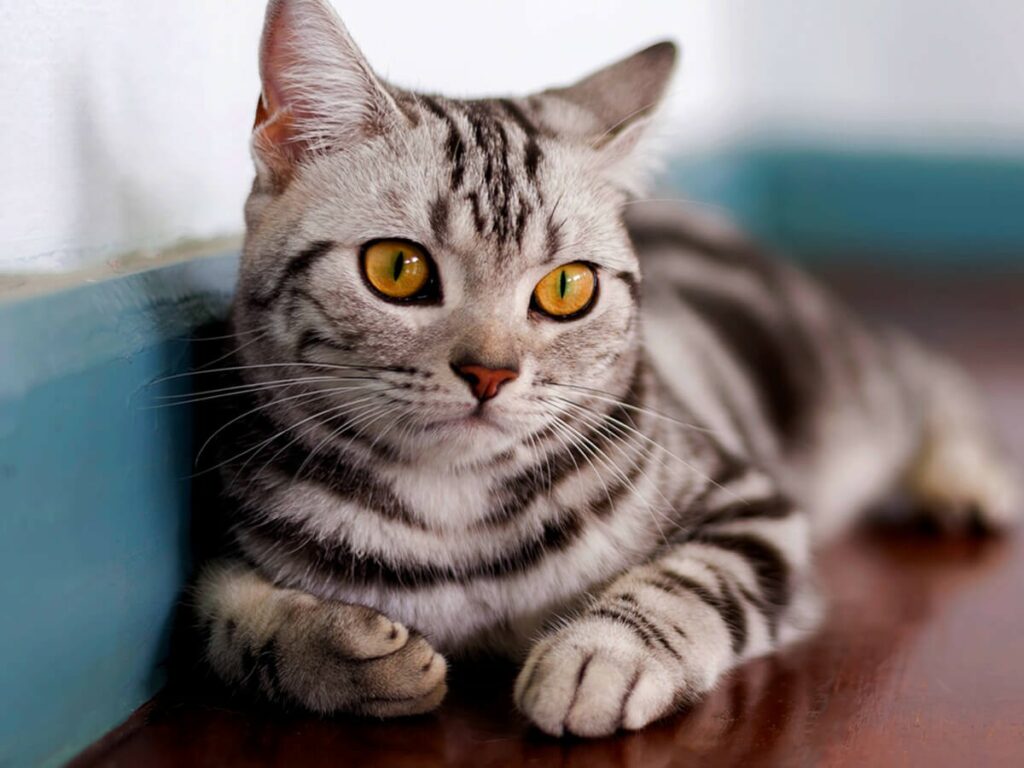 American Shorthairs can tolerate being alone