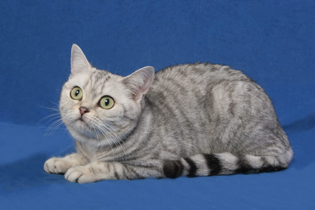 American Shorthairs have an assortment of colors and patterns