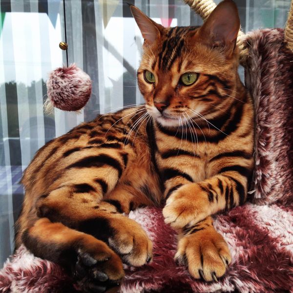 History of the Bengal Cat