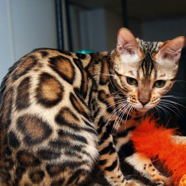 Bengal Cat Appearance and Distinct Features