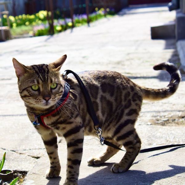Bengal Cat's Adaptability to Its Environment