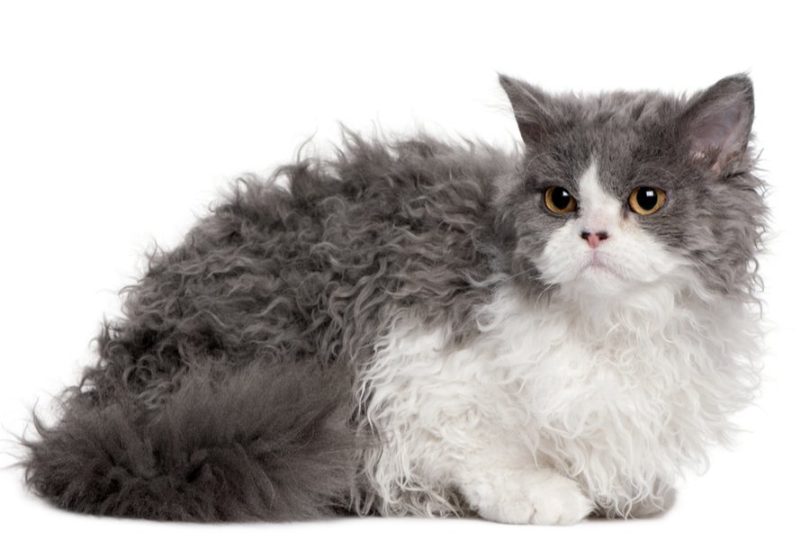 Selkirk Rex Cats are very adaptable