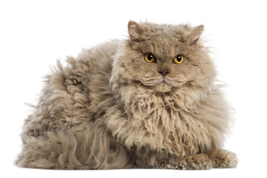Selkirk Rex Cats make great companions