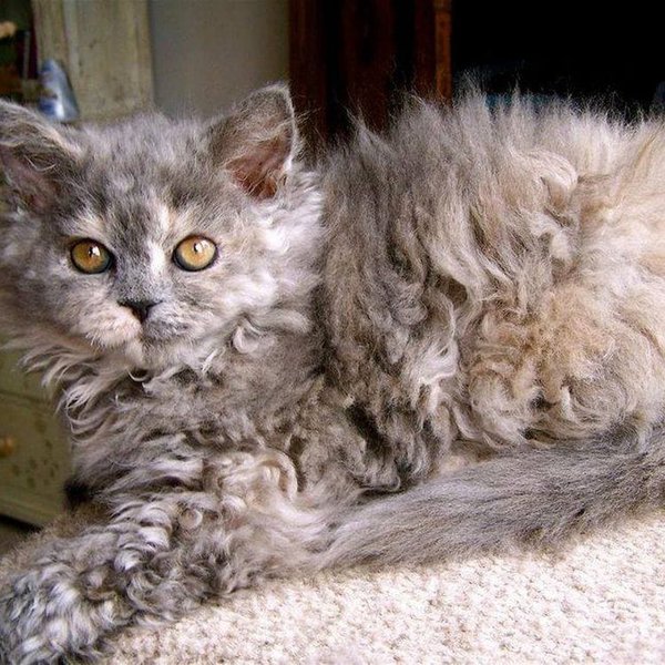 Selkirk Rex Cats have gorgeous appearances