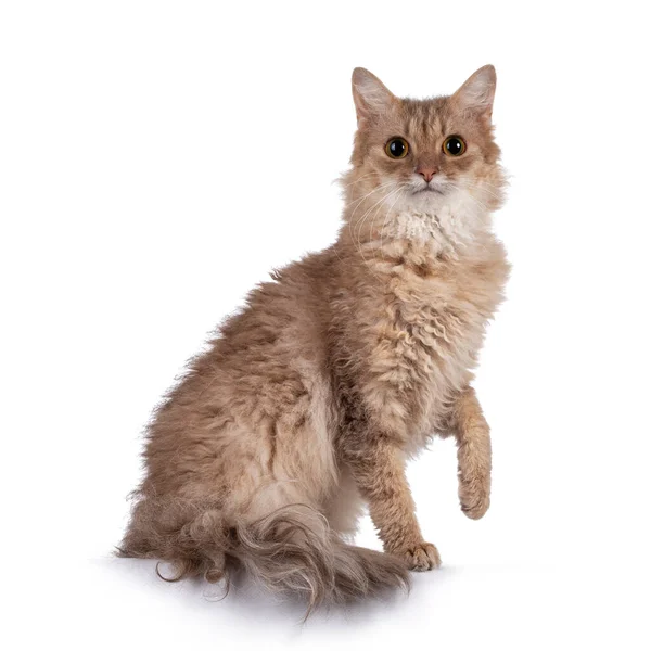 Selkirk Rex Cats may induce allergies