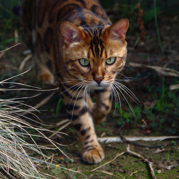 History of the Toyger Cat
